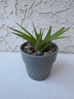 Haworthia Ubomboensis