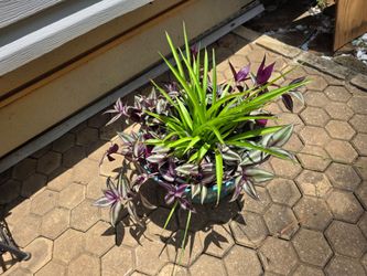 Spider and Tradescantia Zebrina Mixed
