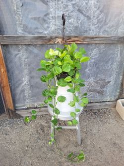 Pothos Plant 8" Nursery Pot