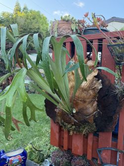 Huge Beautiful Staghorn Fern On This Burl Wood