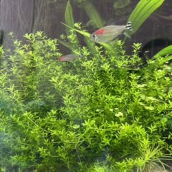 Aquarium Pearl Weed Plants