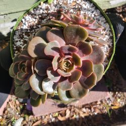 Echeveria succulent plant