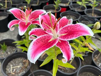 Oriental Stargazer Lily Plant