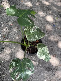 Misteria Mint monstera