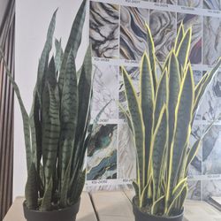 Snake Plant - 48 Branches 