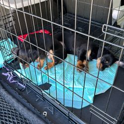 Medium Size Dog Crate