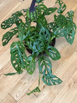 Monstera Adansoni Narrow Leaves
