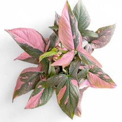Splash Pink Syngonium Plants ( Sample Picture )