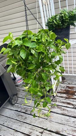 Large photo plants