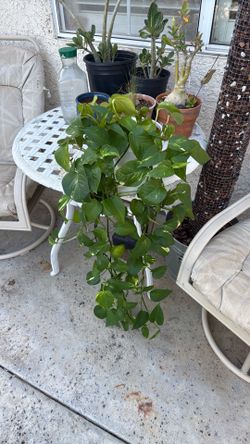 Beautiful Pothos Plant