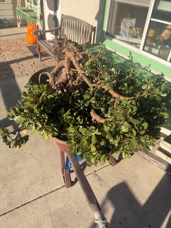 Large Mature Jade Plants