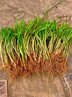 70 live Garlic Chive Leek Plant Bare Root 韭菜根 Use Organic Fertilizer Healthy Veg