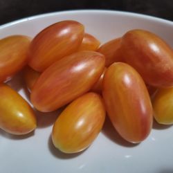 Rare Organic Blush Tiger Cocktail Tomato Seeds! 2026 SEASON EARLY RELEASE! AVAILABLE NOW! 