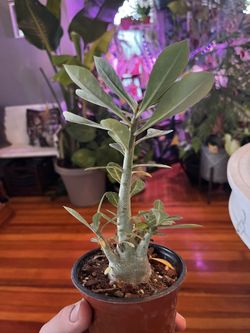 Desert Rose Plant!  $20