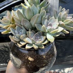Beautiful Plants In Glass Pot 