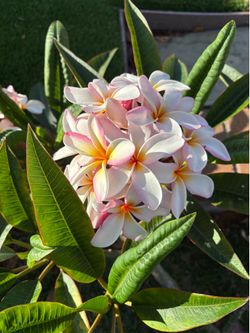 Plumeria cuttings