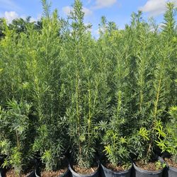 podocarpus  5 feet tall $25