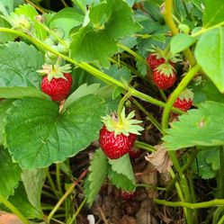 Strawberry Plants Jewel June Berries 