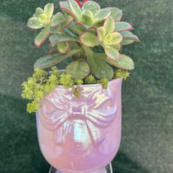 ❤️ Beautiful Succulent In A Decorative Pink Ceramic Bow Tie Pot ❤️