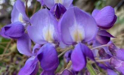 Wisteria seedling in pot