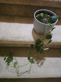 heartleaf philodendron (Philodendron hederaceum) in 5 inch ceramic pot