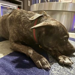 Gucci GG Supreme Dog Collar – Size L/XL