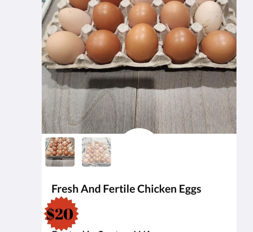 Fresh Fertile Blue Bresse Chicken Eggs 