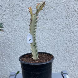 Euphorbia Variegated Lactae 