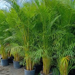 Huge Arecas About 7 Feet Tall Instant Privacy Hedge For Fence