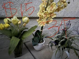 Flower 15$ For 3