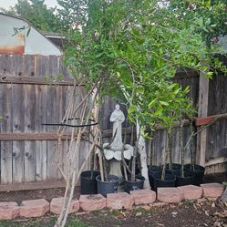 Pomegranate tree