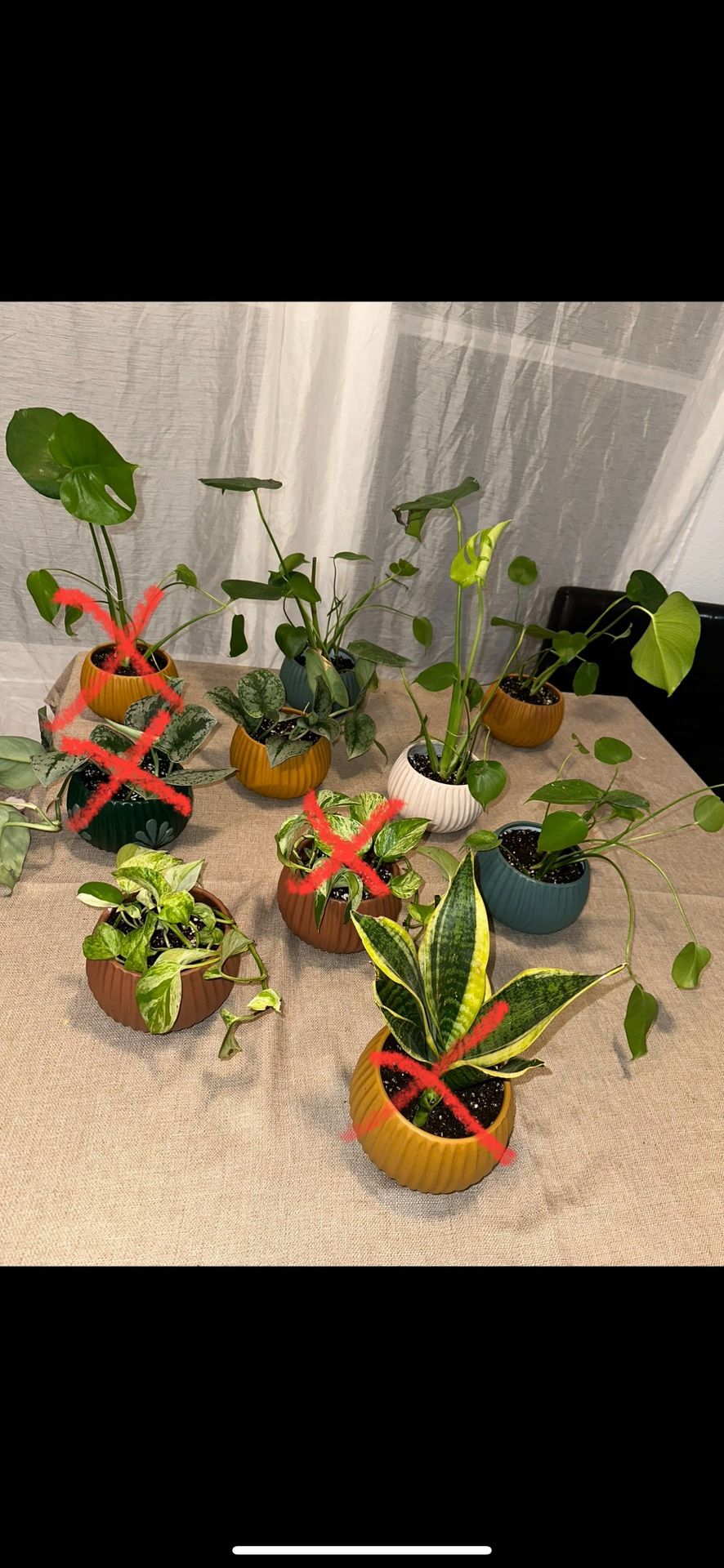 House Plants
