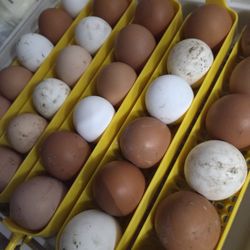 Hatching Fertile Chicken 🐔 And Quail Eggs 🥚 