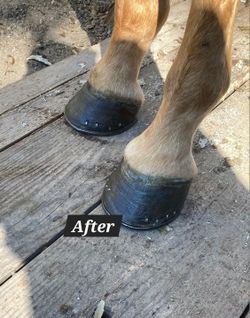 Farrier Herrador Caballos