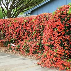 Beautiful Trumpet Vine