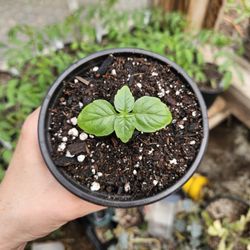 Cinnamon Basil Starter Plant 