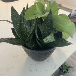 Snake Plant And Mother Of Thousands Plants