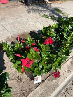 Mandevilla plants