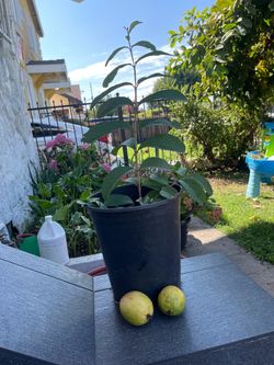 guavas plant white