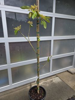 Flowering BACON AVOCADO TREE 