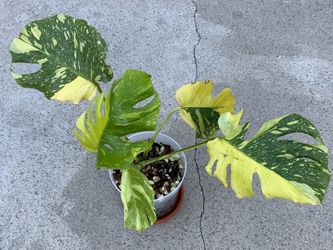 Monstera Deliciosa Electrolyte