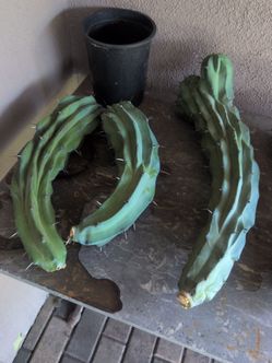 Blue Candle Cactus