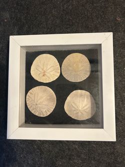 Moving sell- 4 sand dollars in frame