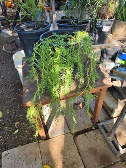 Saltwort plant