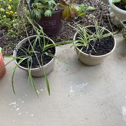 Verigated Spider Plants