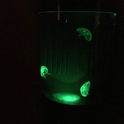 Jellyfish Tank