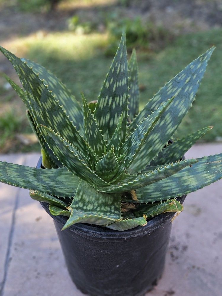 Soap Aloe (Aloe maculata) – 2 gal (12” wide, 8” tall)
