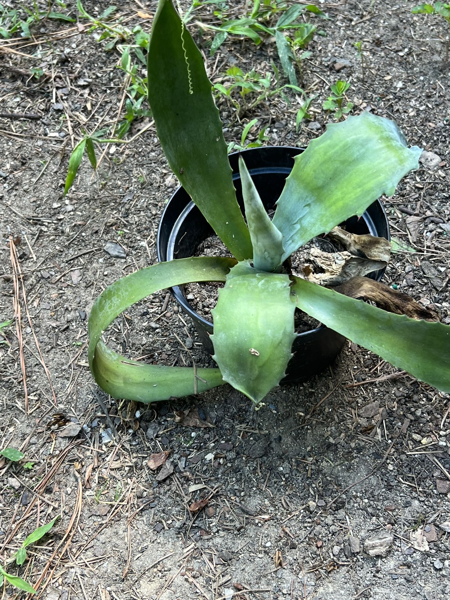Hardy Agave Plant