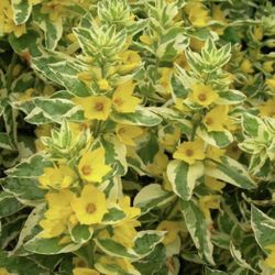 Verigated Alexandra Perennial Plant