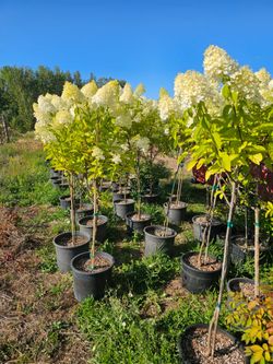 Pee Gee Limelight Hydrangea
